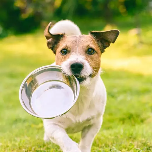 Kedy nasadiť diétu od Brit Veterinary Diet