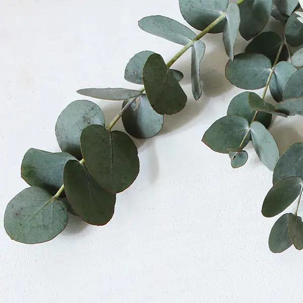 Eukalyptus