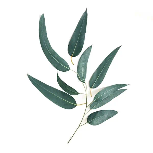 Eukalyptus