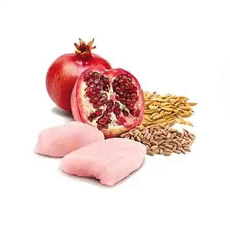 chicken, spelt, oats & pomegranate