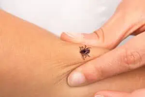 Čo si všímať ak ste mali kliešťa