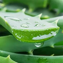 Aloe vera