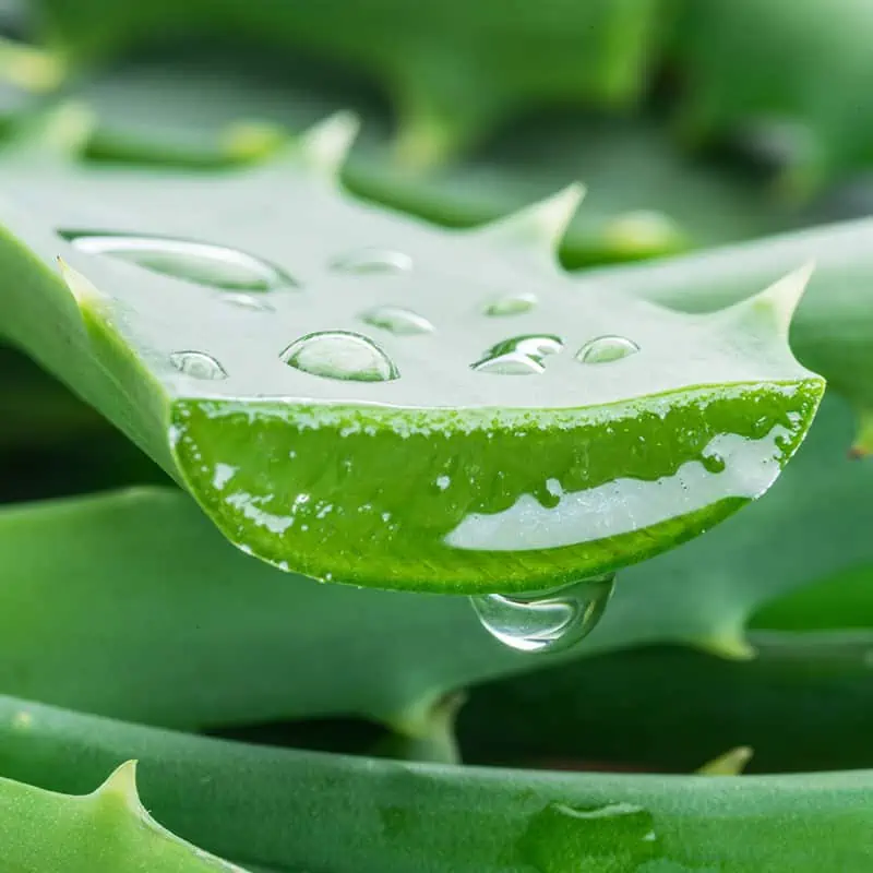 Aloe vera (ALOE BARBADENSIS)