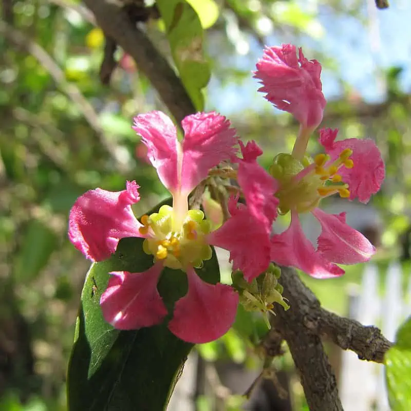 Barbadoská čerešňa (acerola)