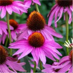 Echinacea purpurová