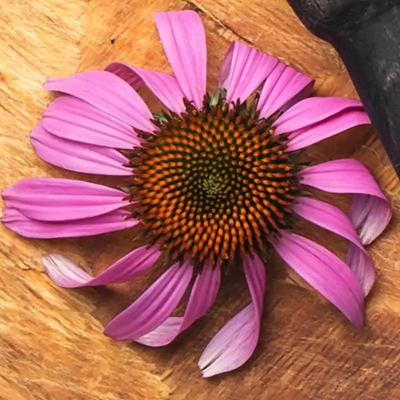 Echinacea