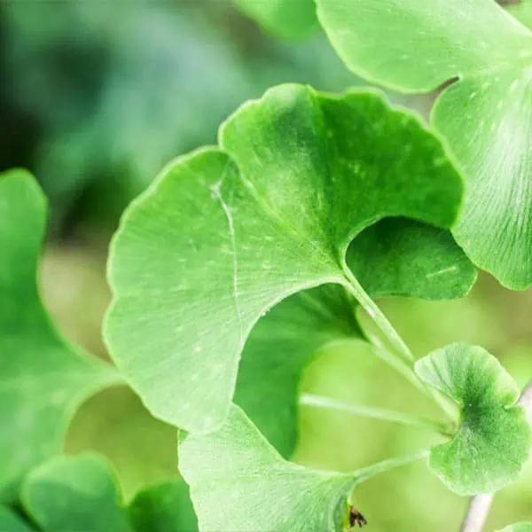 ginko biloba na pamat