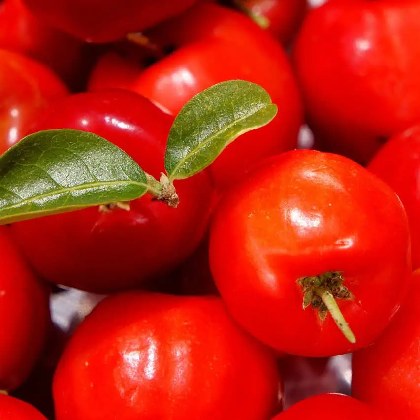 Acerola