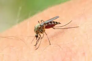 malaria