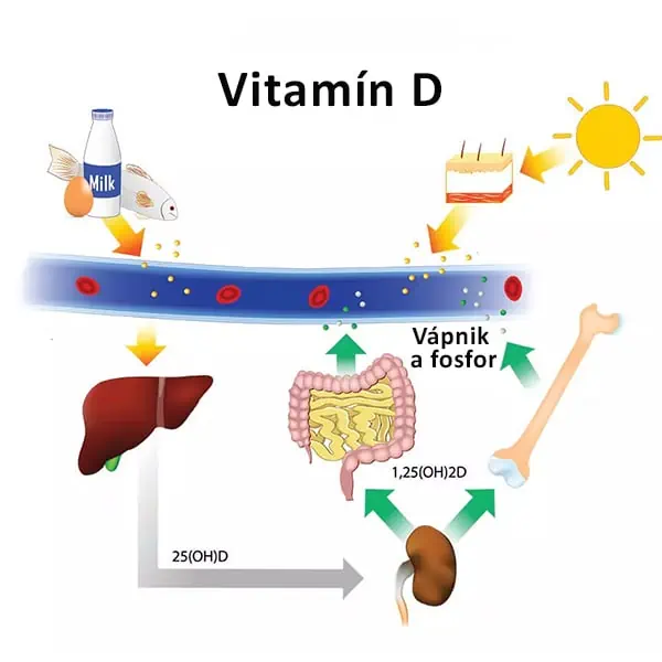 Vitamín D a jeho zdroje i vstrebávanie